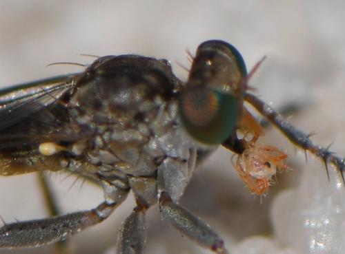 Réf. 285 687 : Stichopogon sp.